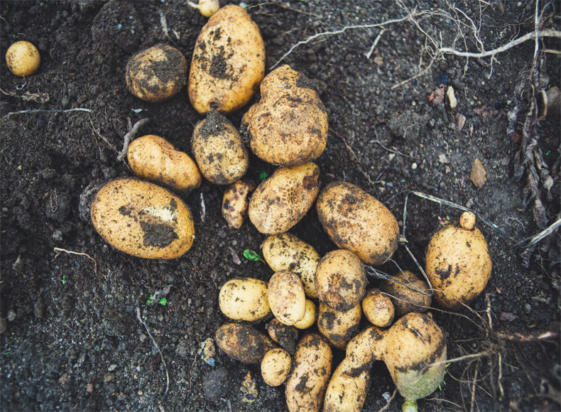 دراسة جدوى زراعة البطاطس بأنواعها
