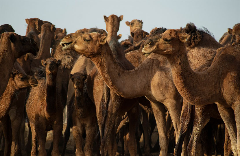 دراسة جدوى مشروع تربية الإبل